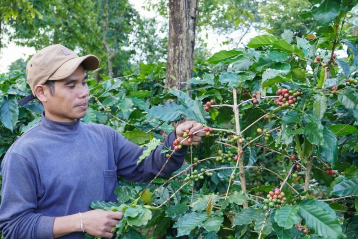 Điểm nhấn của chuỗi hoạt động là lễ khai mạc kỷ niệm 100 năm cà phê Khe Sanh với chủ đề "Cà phê Khe Sanh - Hương vị hòa bình".
