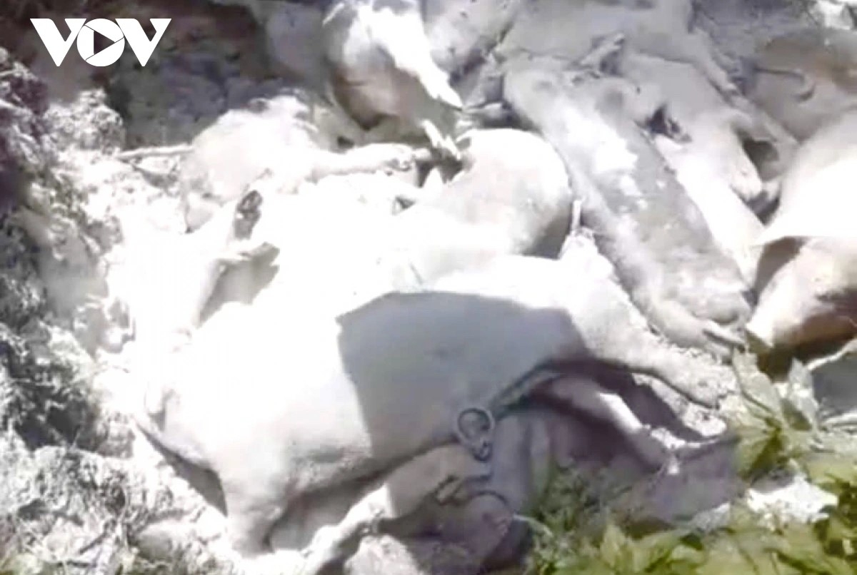 Lợn bệnh được chôn lấp tiêu hủy.