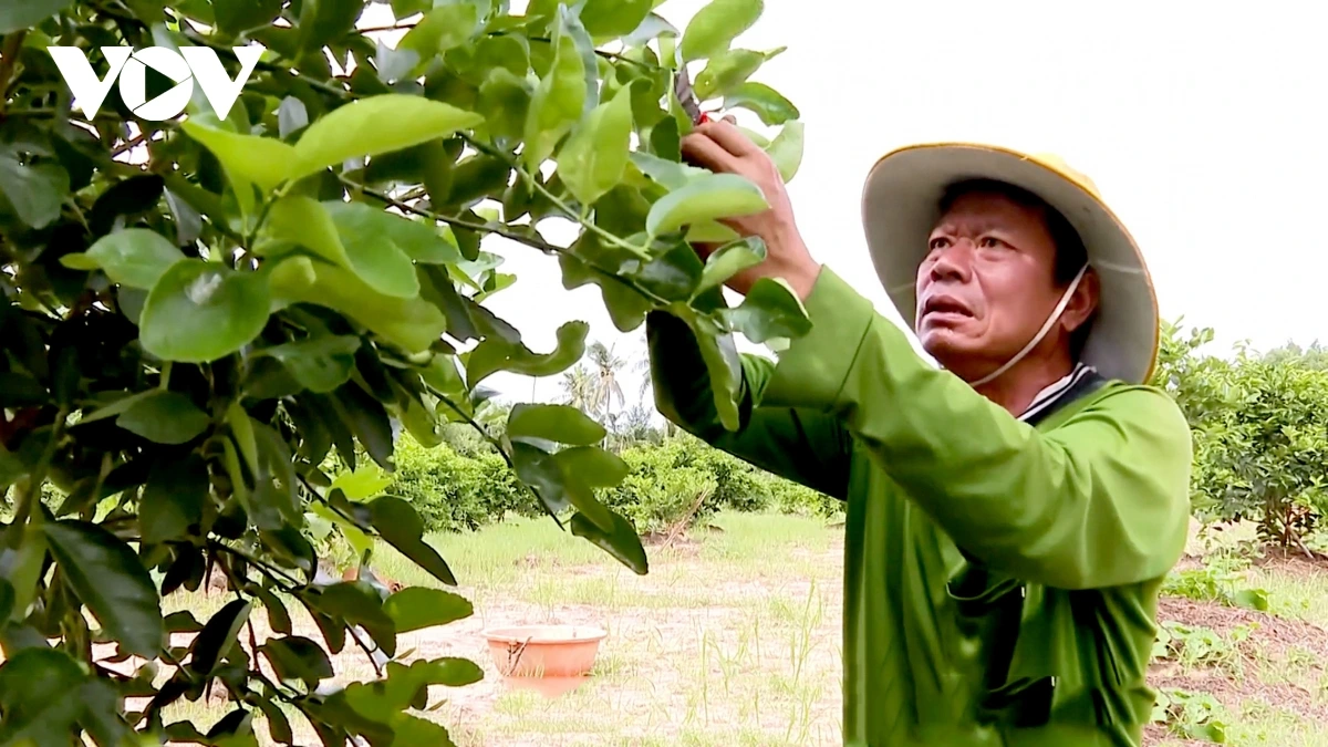 Ong Lâm Ngọc Hải haong phun kruac aik oh hu asar daok brei jien mek tame glaong