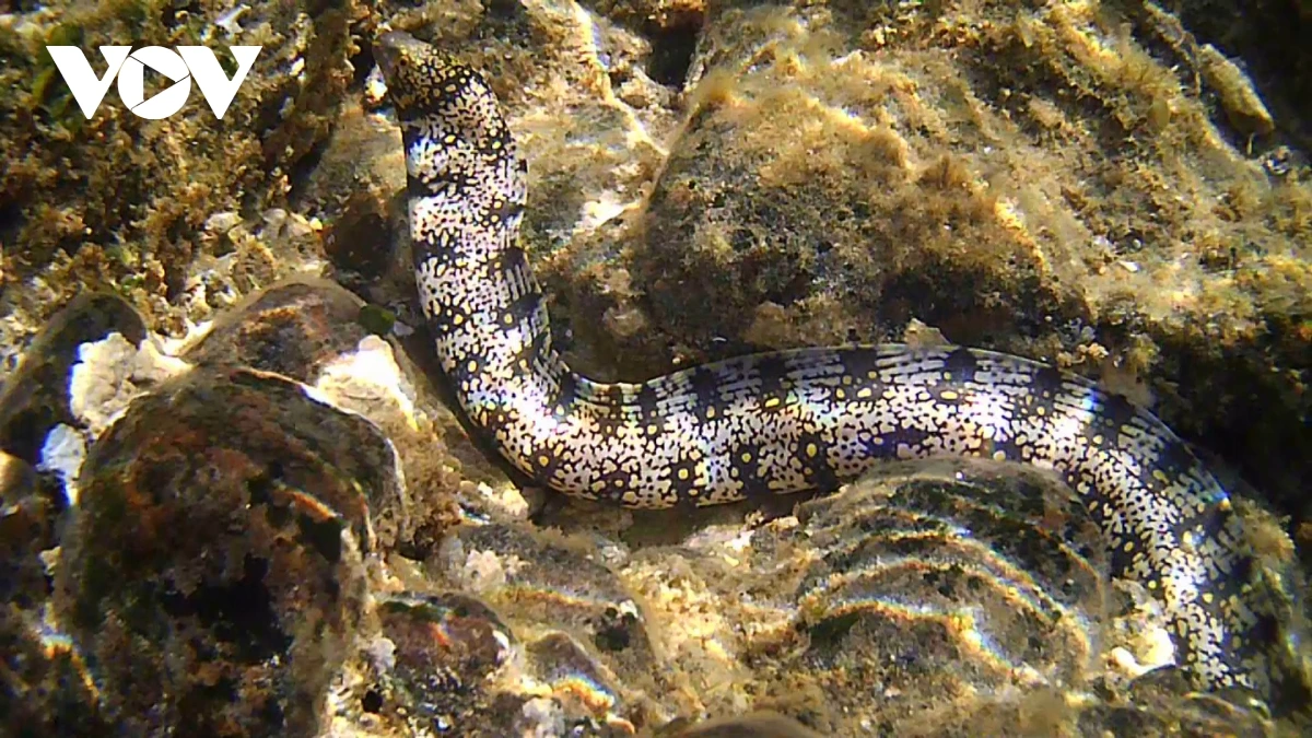 Anek jin tasik di Hòn Yến