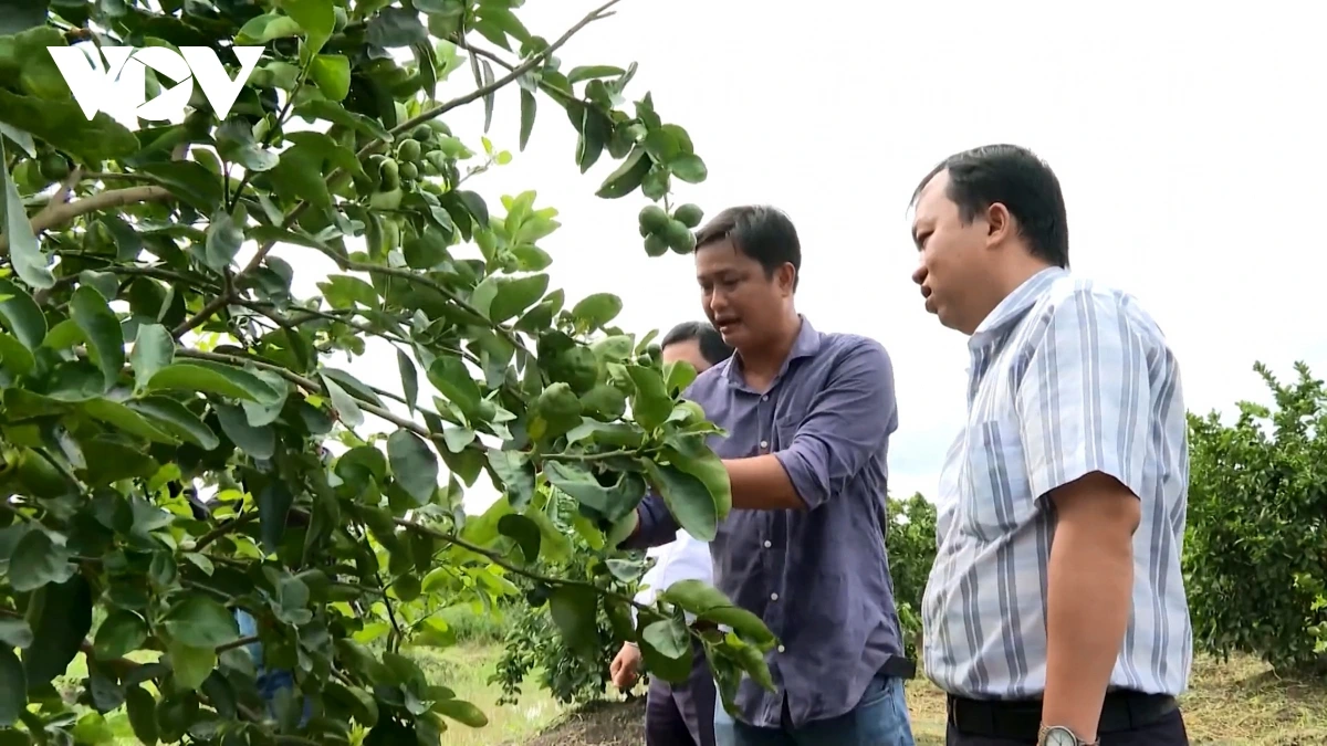 HTX Ngak nong Thành Chí pasang iek baoh kruac aik dahlau tuk brei ka urang dalam kapul paik baoh