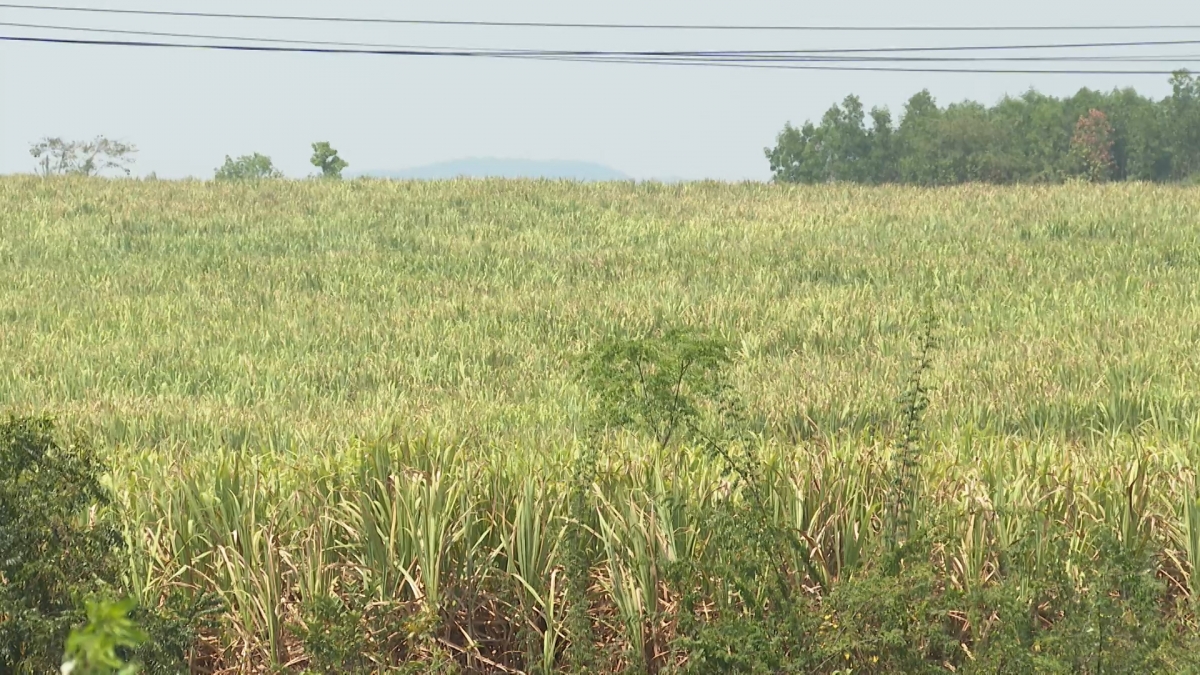 Tơbâo tha krô laih amăng đang tơguan koh sĭ