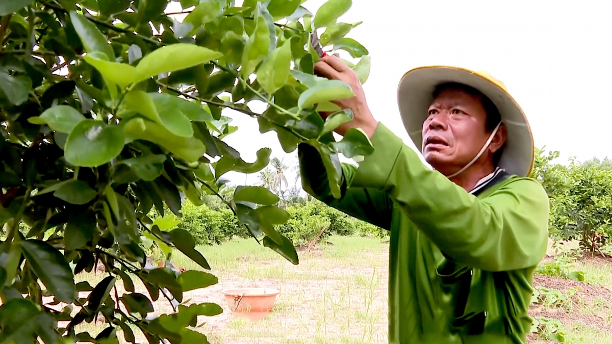 Anh Lâm Ngọc Hải với cây chanh không hạt đang cho thu nhập cao
