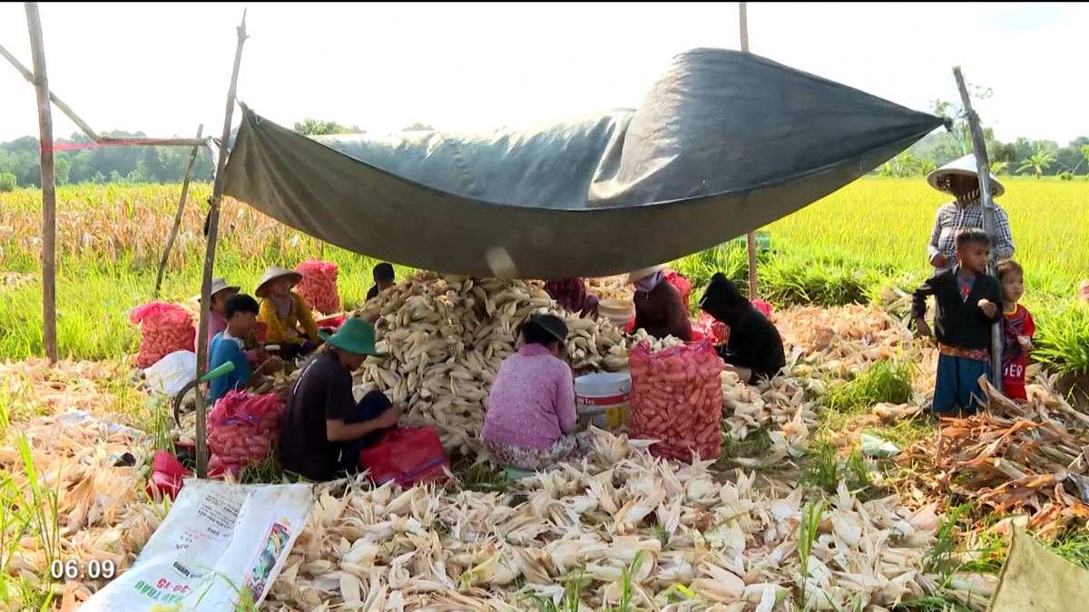 Người dân ở vùng sản xuất bắp giống đều phấn khởi vì có thu nhập để đón Chôl Chnăm Thmây