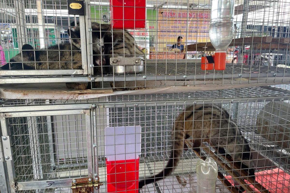 Bruk raong maja dalam var ro