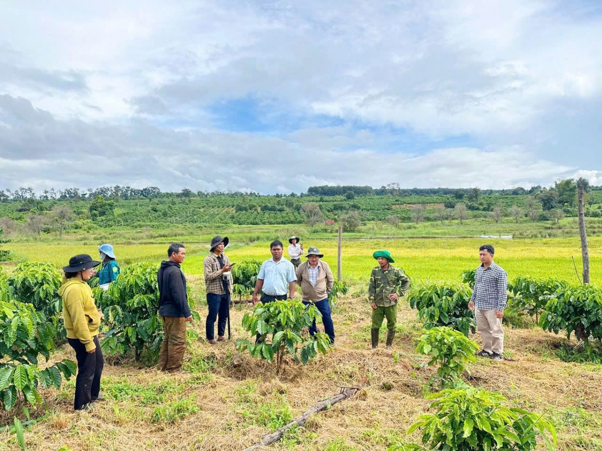Môi kơdrum kơphế dêi kuăn pơlê Gia Lai tíu ki troăng kân kô tơkâ luâ