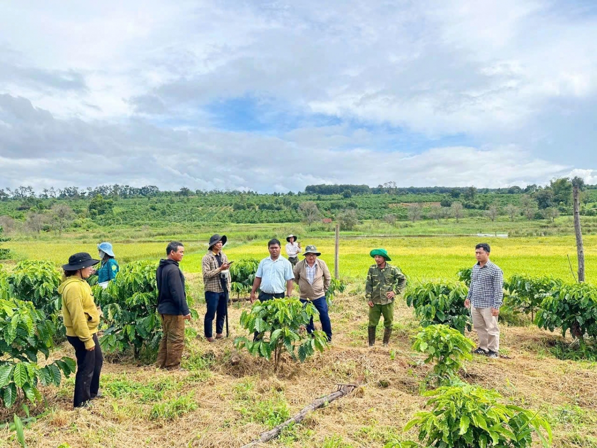 
Minh pơgar kaphê kơ kon pơlei Gia Lai mă trong kơdou rĕnh găn ga