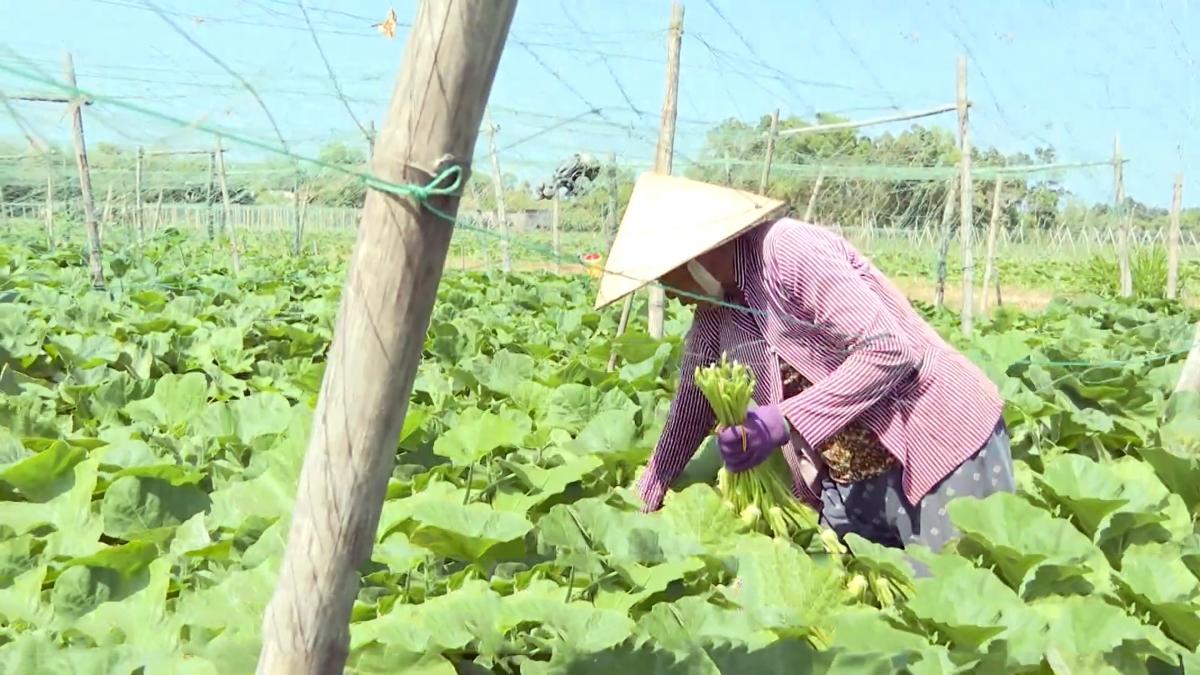 Cây màu có thể trồng quanh năm khi hệ thống thủy lợi hoàn chỉnh