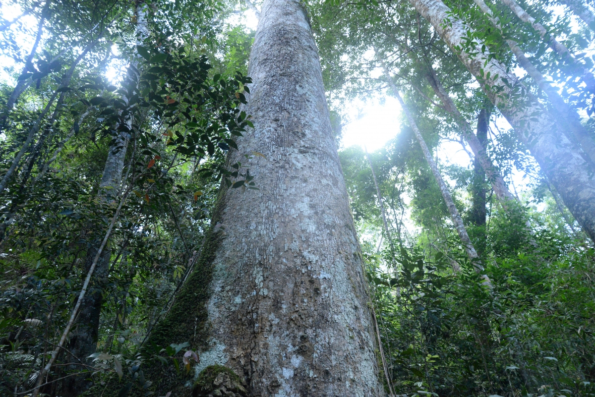 Cây Pơ mu lớn nhất từng được ghi nhận có đường kính khoảng 2,5 m, cao 22m
