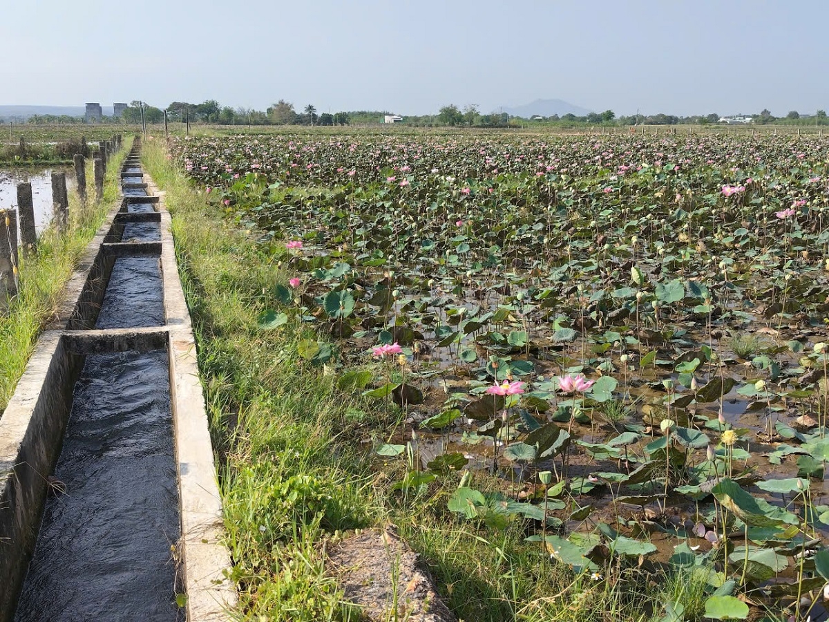 Hno têa a klâng châ meăn pro krá kâk vâ mơ’no têa xúa plâ hơnăm