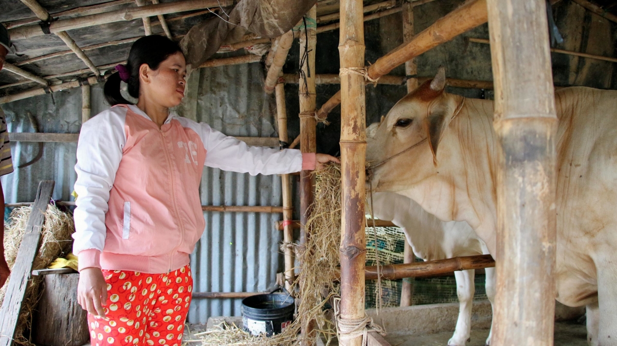 Chị Trần Phol La được hỗ trợ bò để có sinh kế bền vững