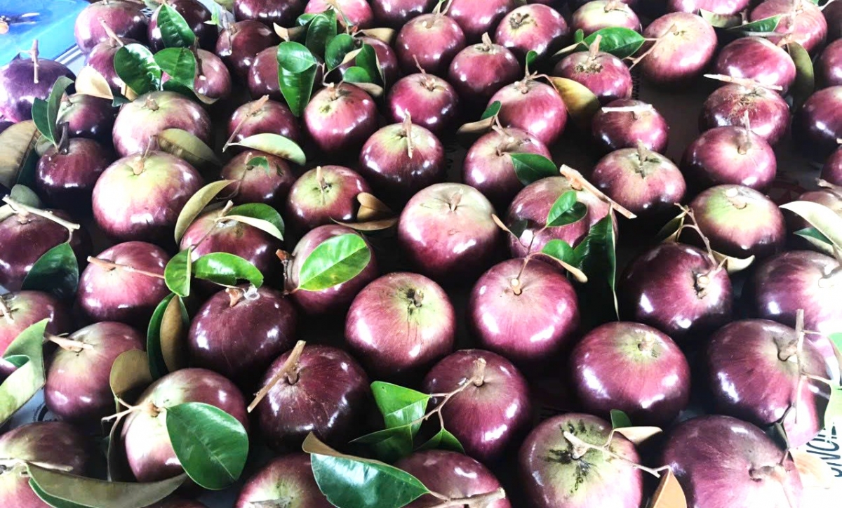 khu du lịch sinh thái Nam Hương, xã Tân Hồng, tỉnh Đồng Tháp với nhiều loạ trái cây ăn cả vỏ như vú sữa, dừa,...(ảnh là vú sữa ăn cả vỏ)