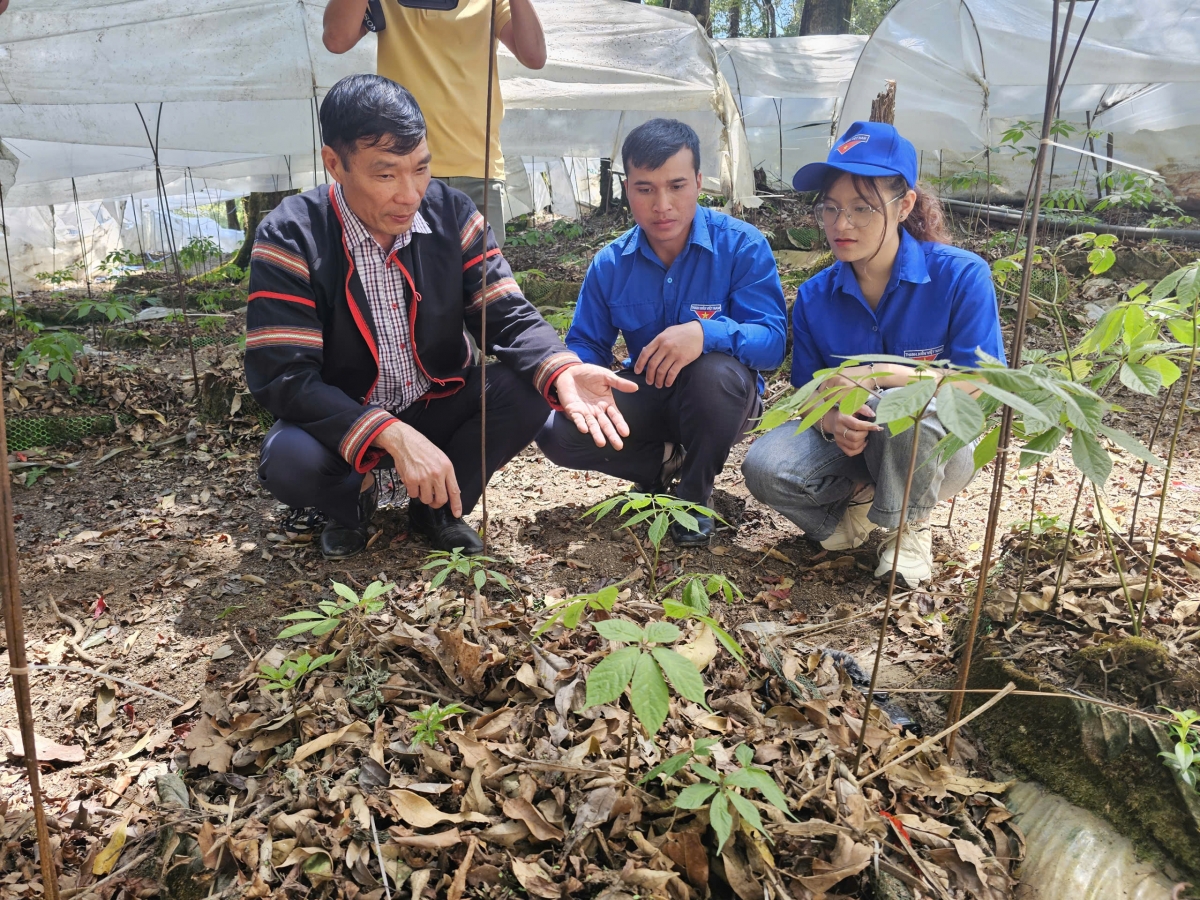 Khua Jơnum min mơnuih ƀôn sang să Măng Ri črâo brơi hlăk ai pla sâm Ngọc Linh