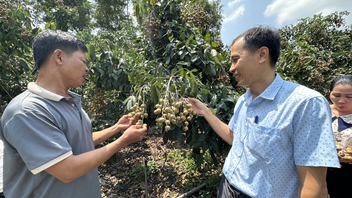 Nông dân thu tiền tỷ từ trồng nhãn xuất khẩu sang thị trường khó tính