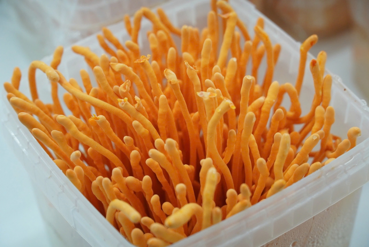 Nấm đông trùng hạ thảo chuẩn bị thu hoạch (ảnh: Vũ Hường)