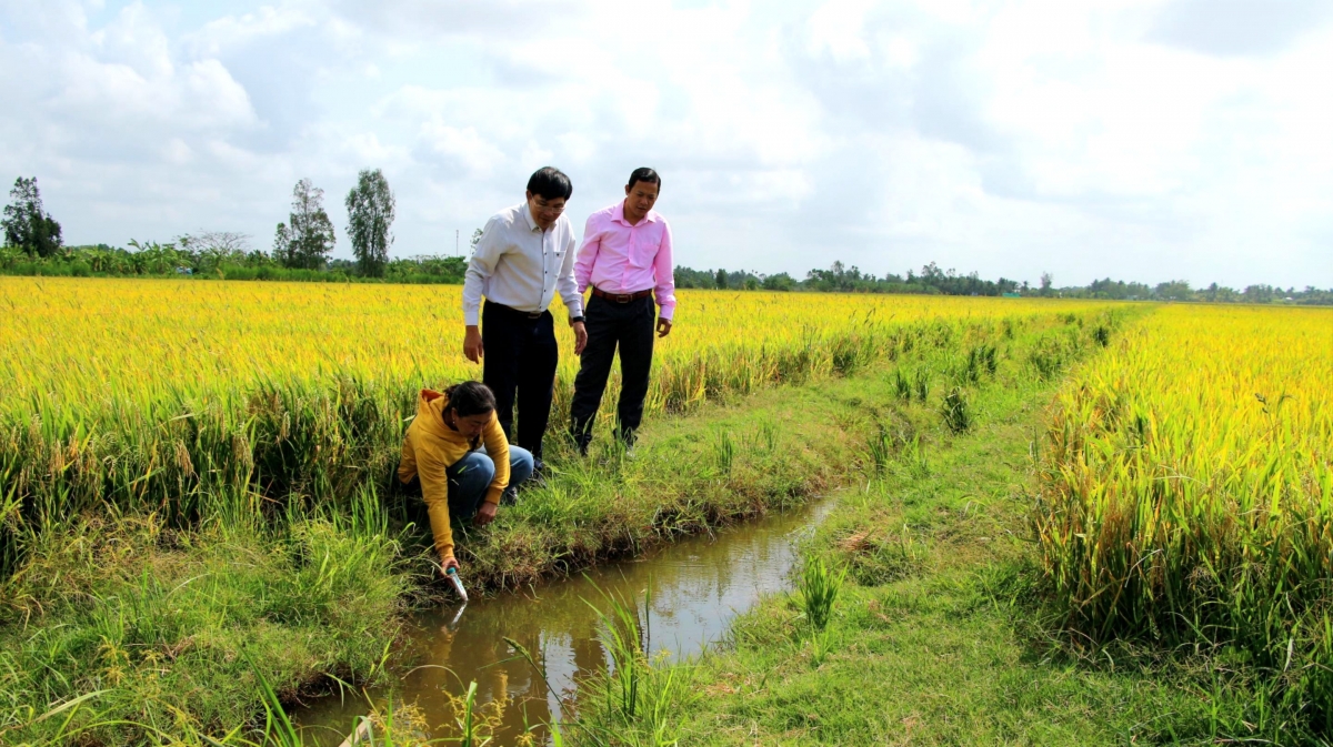 Ngành chuyên môn thường xuyên theo dõi độ mặn ở các khu vực sản xuất