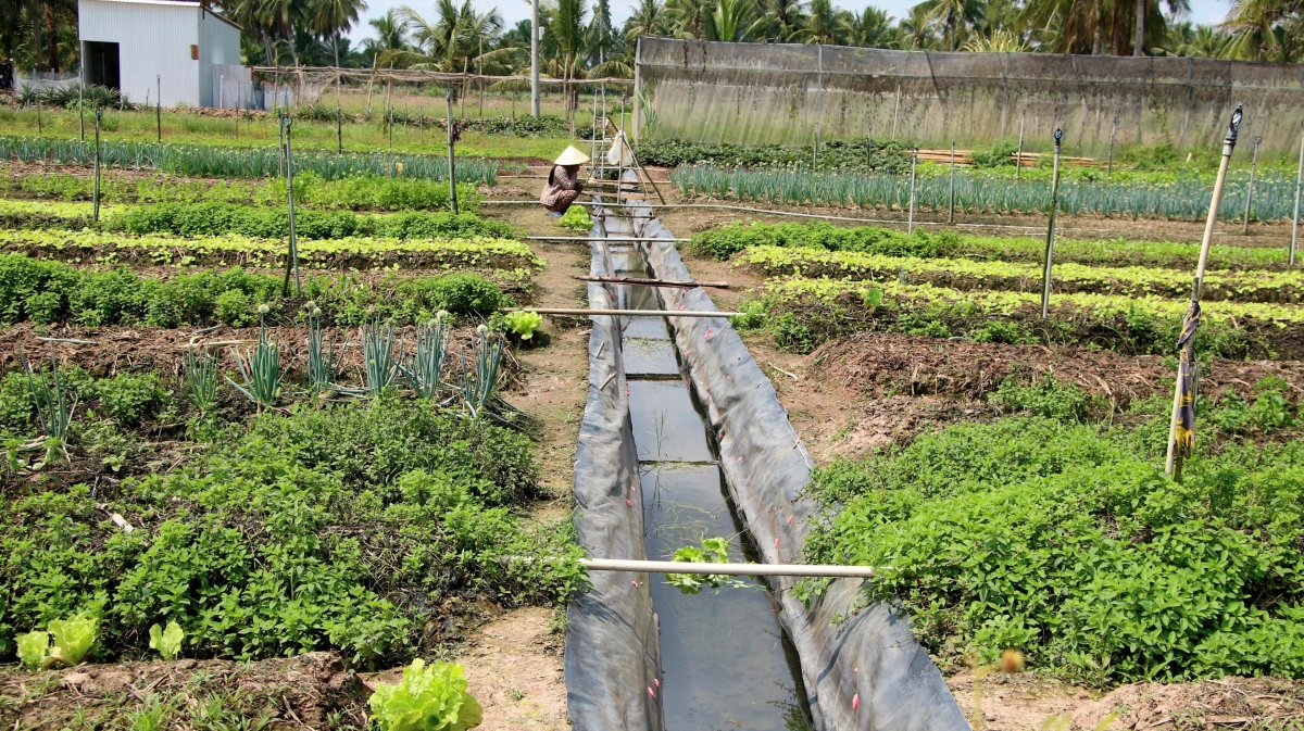 Người dân ứng dụng tưới tiết kiệm phục vụ sản xuất mùa khô