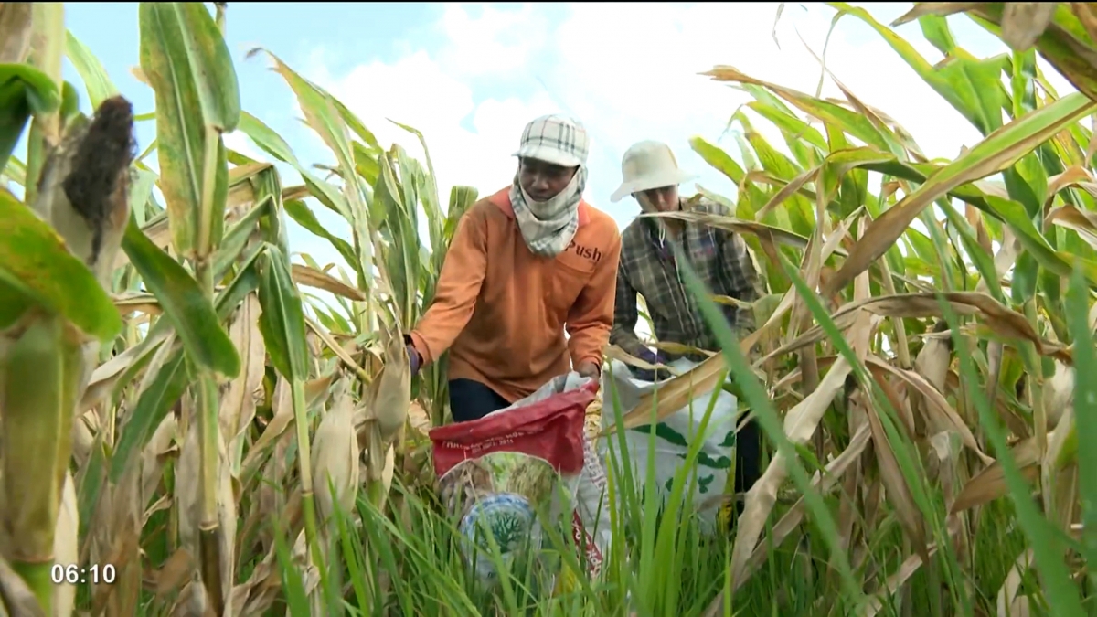 Nông dân Khmer thu hoạch bắp (ngô) giống ngay trước tết Chôl Chnăm Thmây