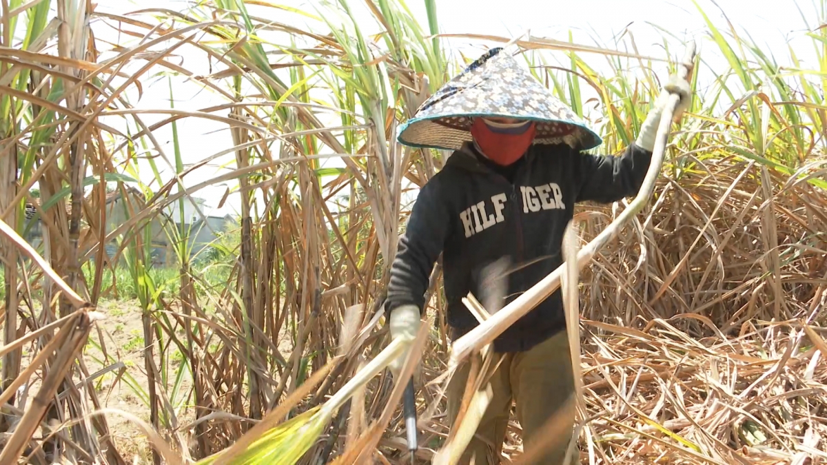 Làng bol sreh tào mờ pềs