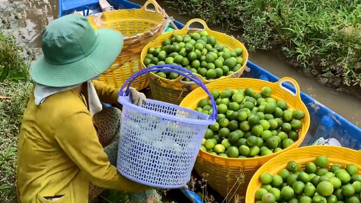 Nông dân Vĩnh Long thu hoạch chanh không hạt để xuất sang thị trường châu Âu