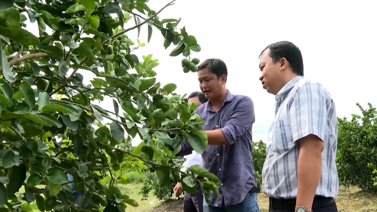 Ông Phan Đức Tài (giữa), Giám đốc HTX Nông nghiệp Thành Chí kiểm tra trái chanh trước khi cho hội viên thu hoạch