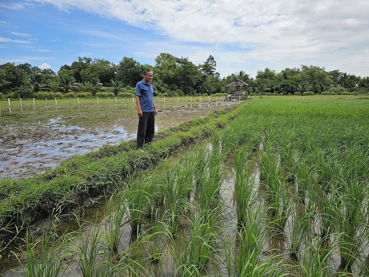 Ông Tư Việt thăm ruộng lúa mùa của mình
