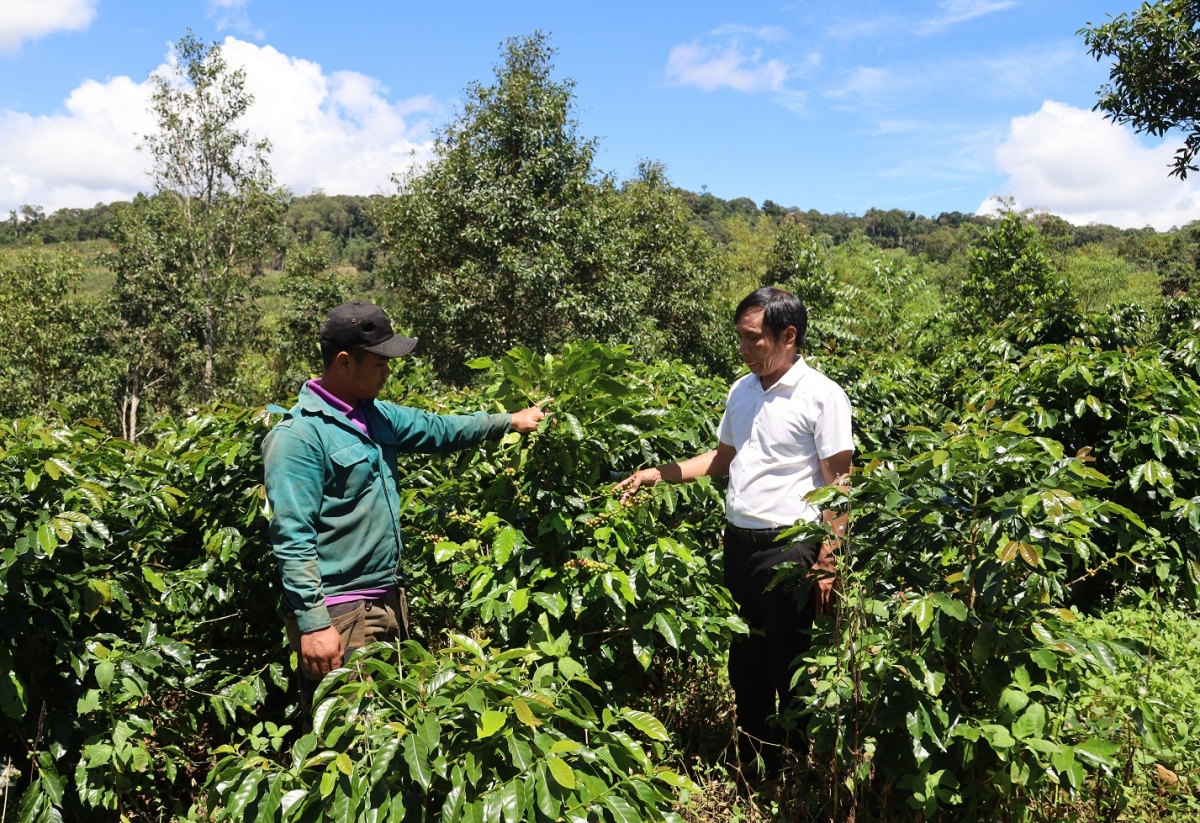 Khua anom bruă bơwih ƀong, să Măng Đen (gah hnuă) pơtô brơi neh wa pla phun kơphê