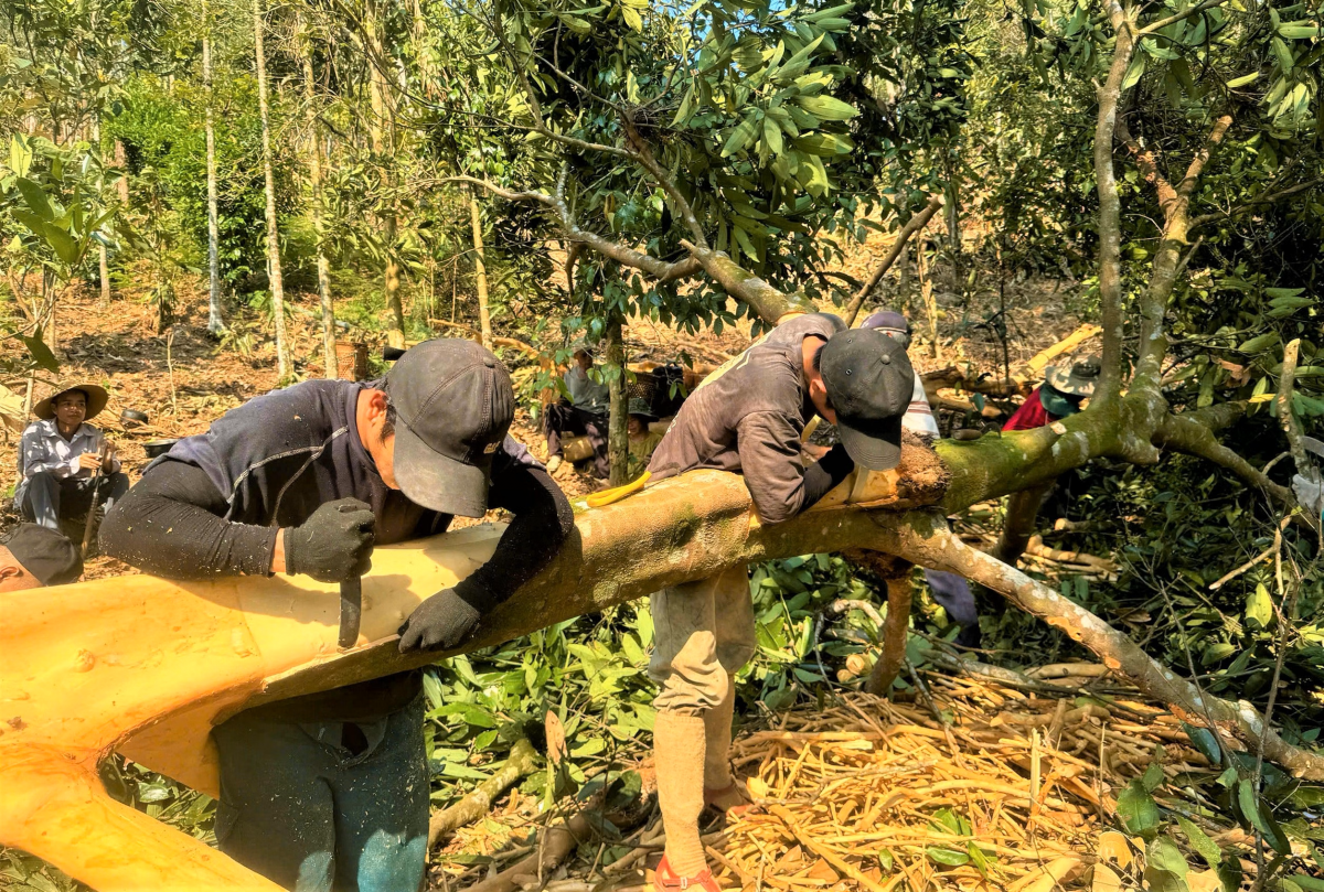 Người dân Quảng Ngãi đang bóc vỏ quế