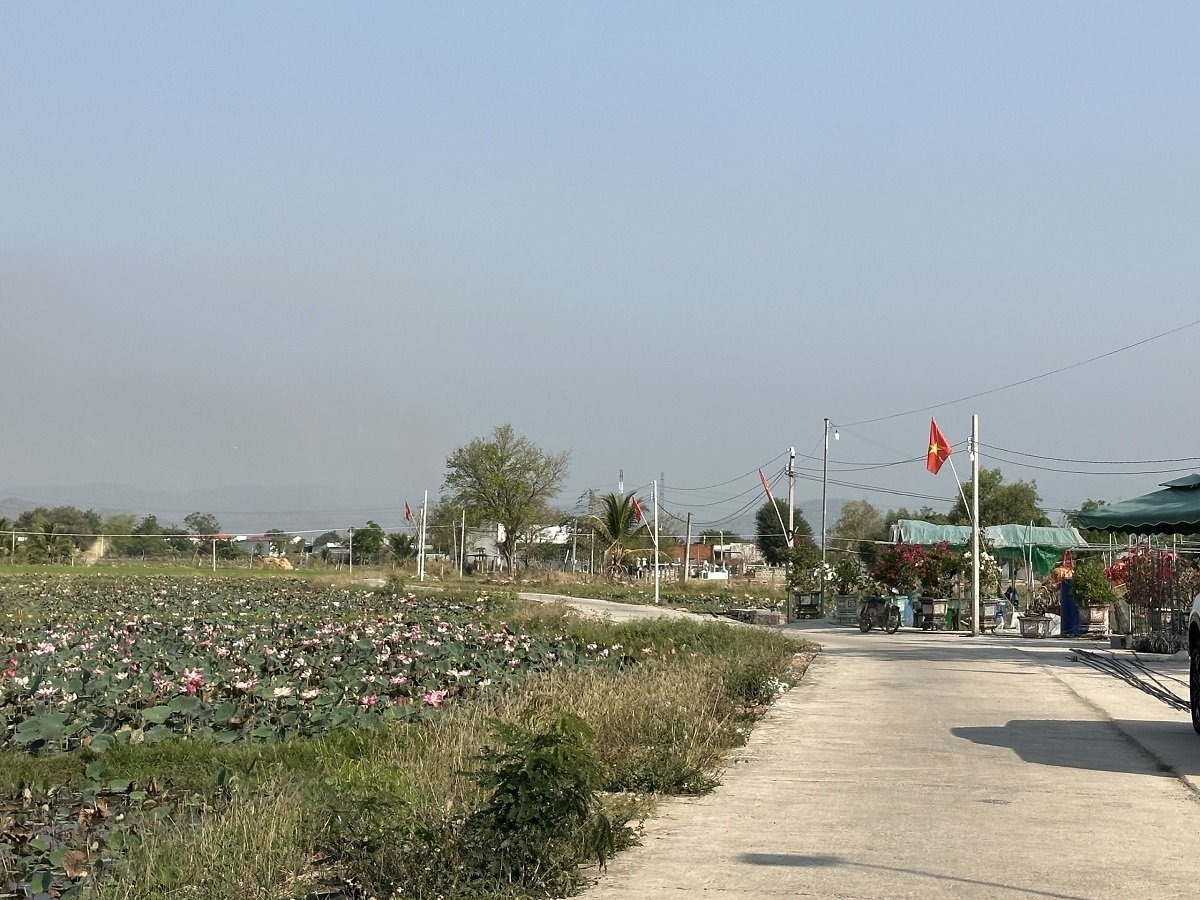 Những con đường bê tông uốn lượn trong cánh đồng sen