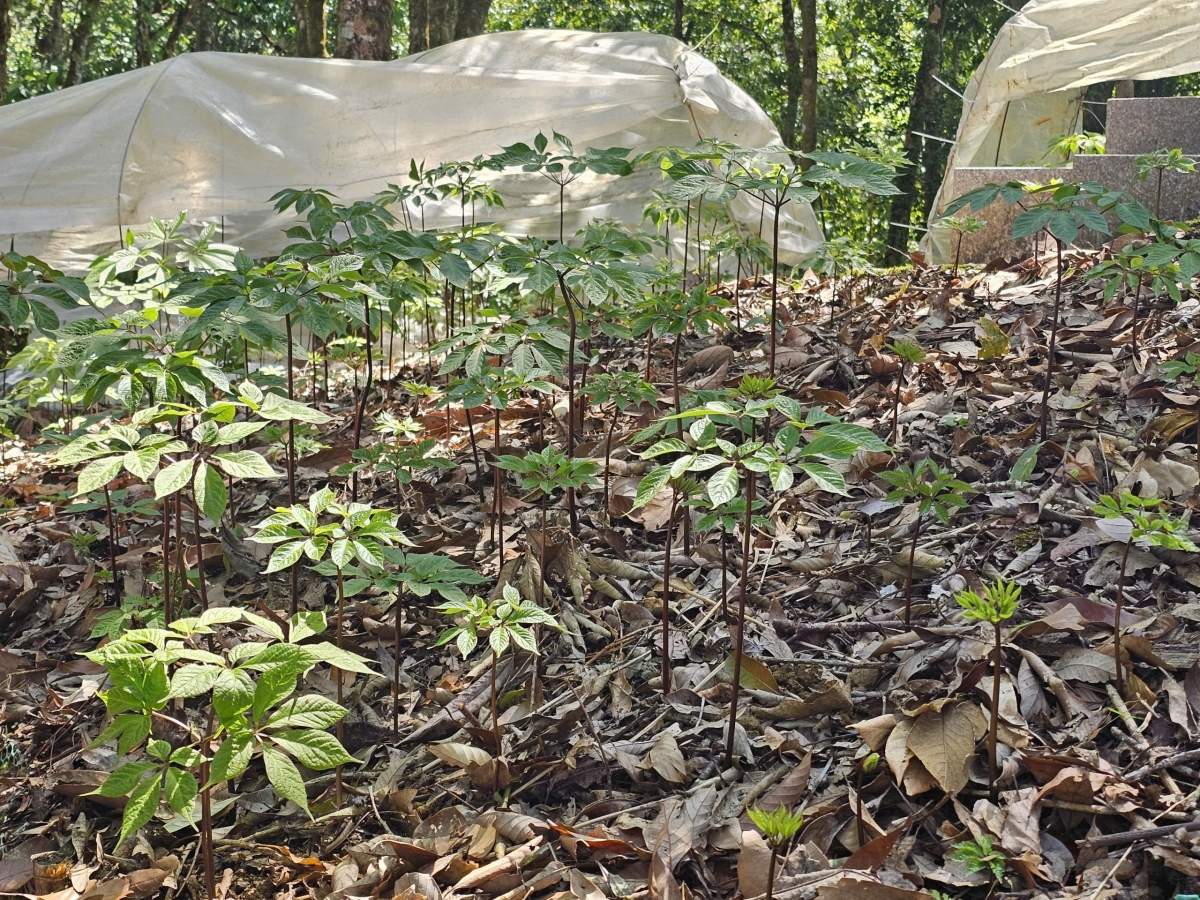 
Sâm Ngọc Linh pơtăm tơ̆ xăh Măng Ri