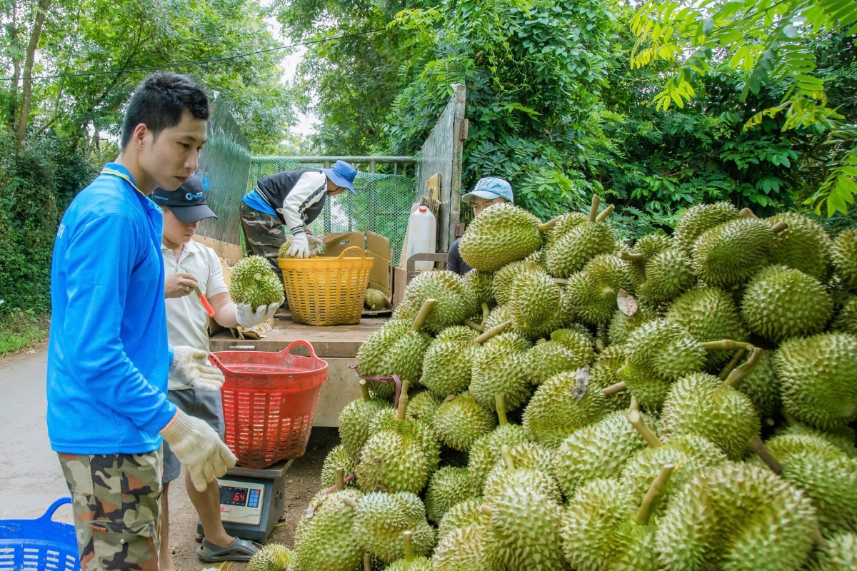 Dak Lak aƀaơ geh nklăp 42.000 ha sầu riêng, yơn mhe geh 7.400 ha dơi pă an mã mbrô nkual tăm dơm