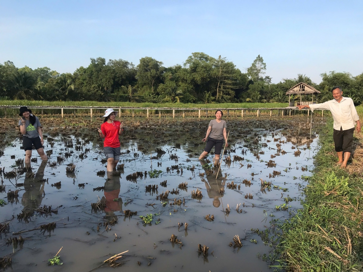 Trên cánh đồng lúa mùa của ông Tư Việt. Ảnh NVCC