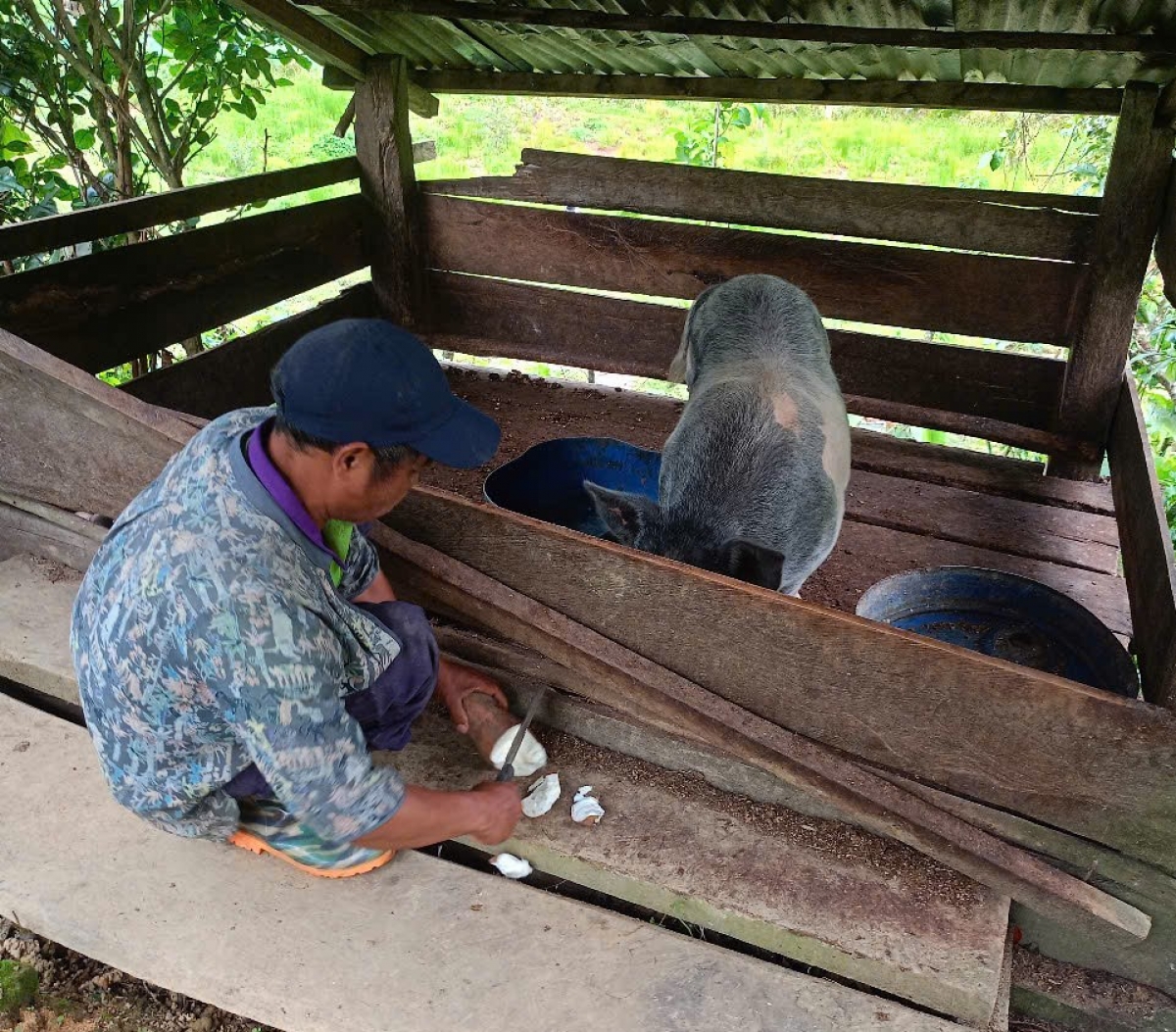 T’cooh Alăng Nhến tập làm quen với kế hoạch chăn nuôi, chủ động cuộc sống 