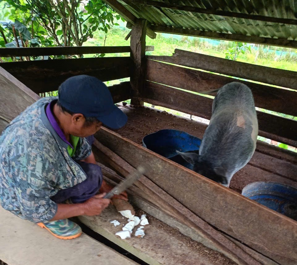 Ông Alăng Nhến tập quen với công việc chăn nuôi  