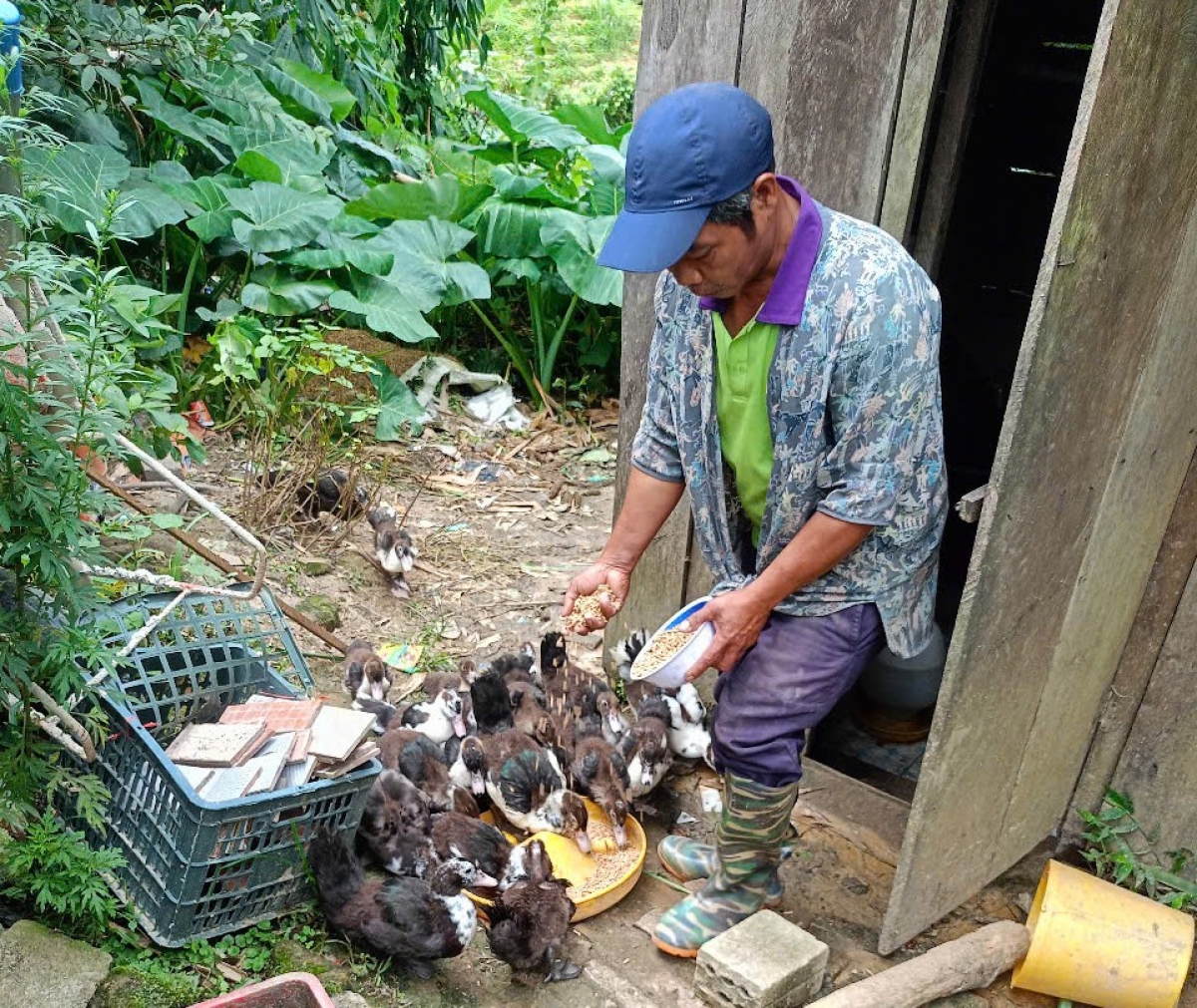 Ông Alăng Nhến còn tăng gia nuôi cả vịt xiêm 