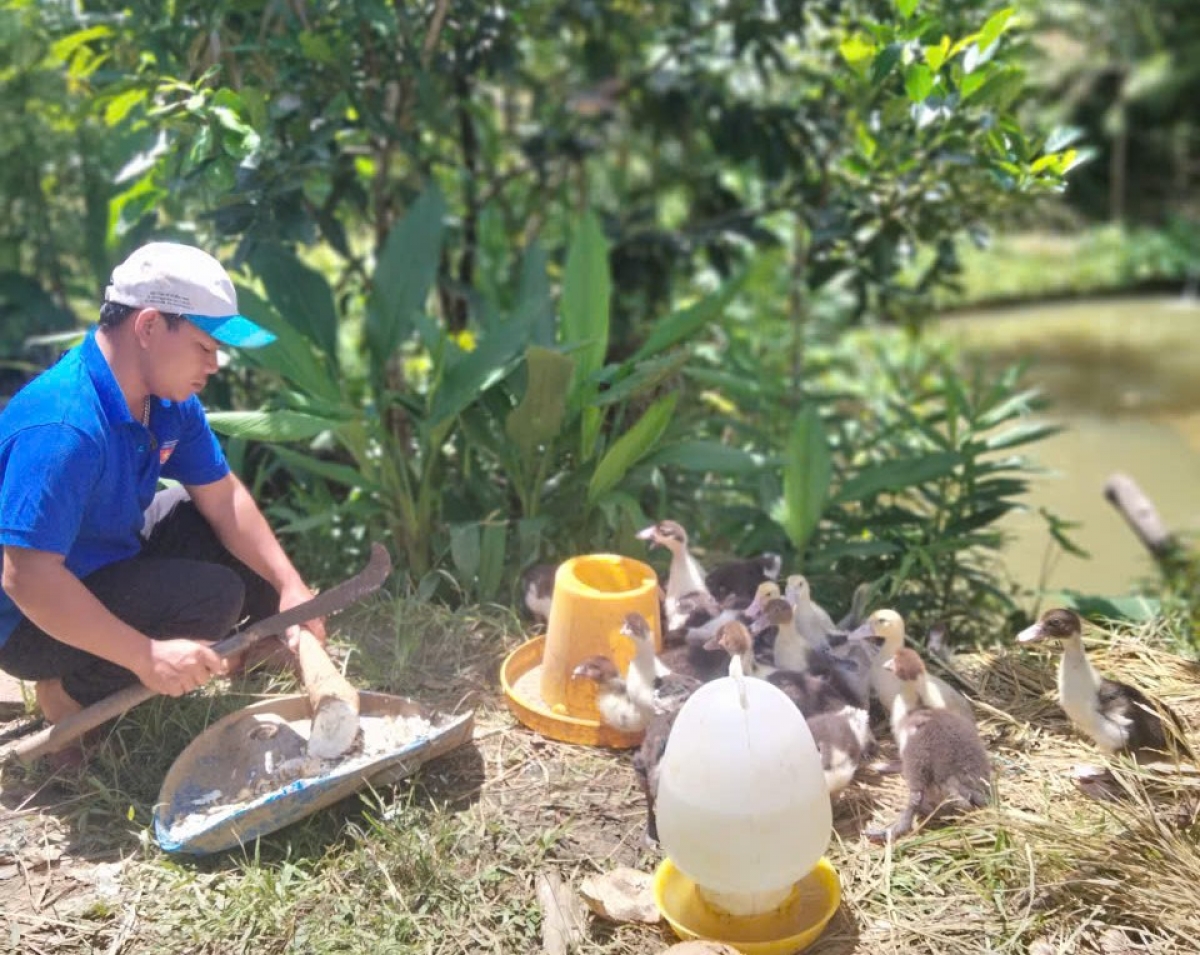 Anh Ploong Abồ đầu tư chăn nuôi để phát triển kinh tế gia đình 