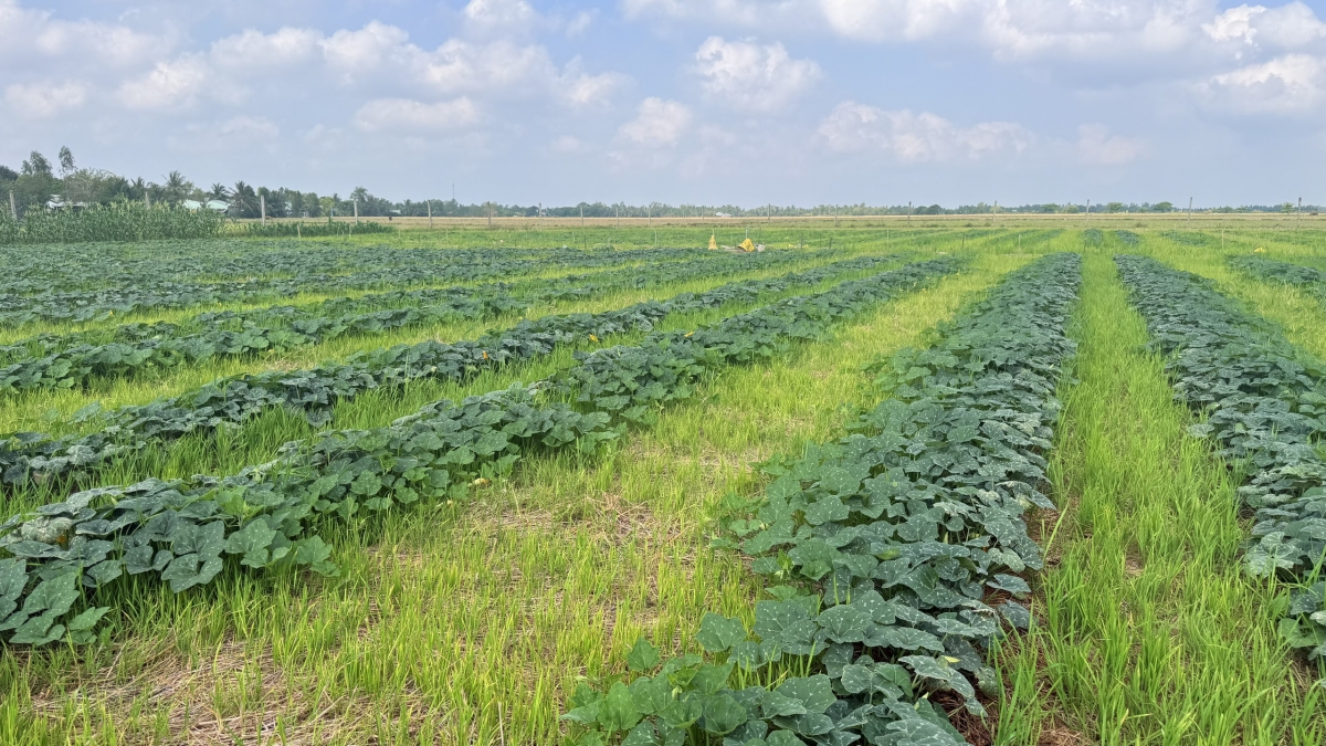 Ruộng lúa ở xã Tài Văn, TP Cần Thơ được chuyển sang trồng màu trong mùa khô