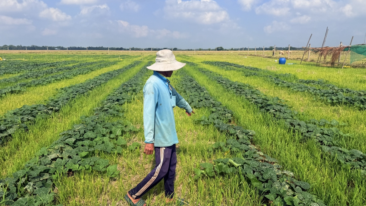 Đưa cây màu xuống chân ruộng thay lúa giảm rủi ro ảnh hưởng từ hạn, mặn mùa khô