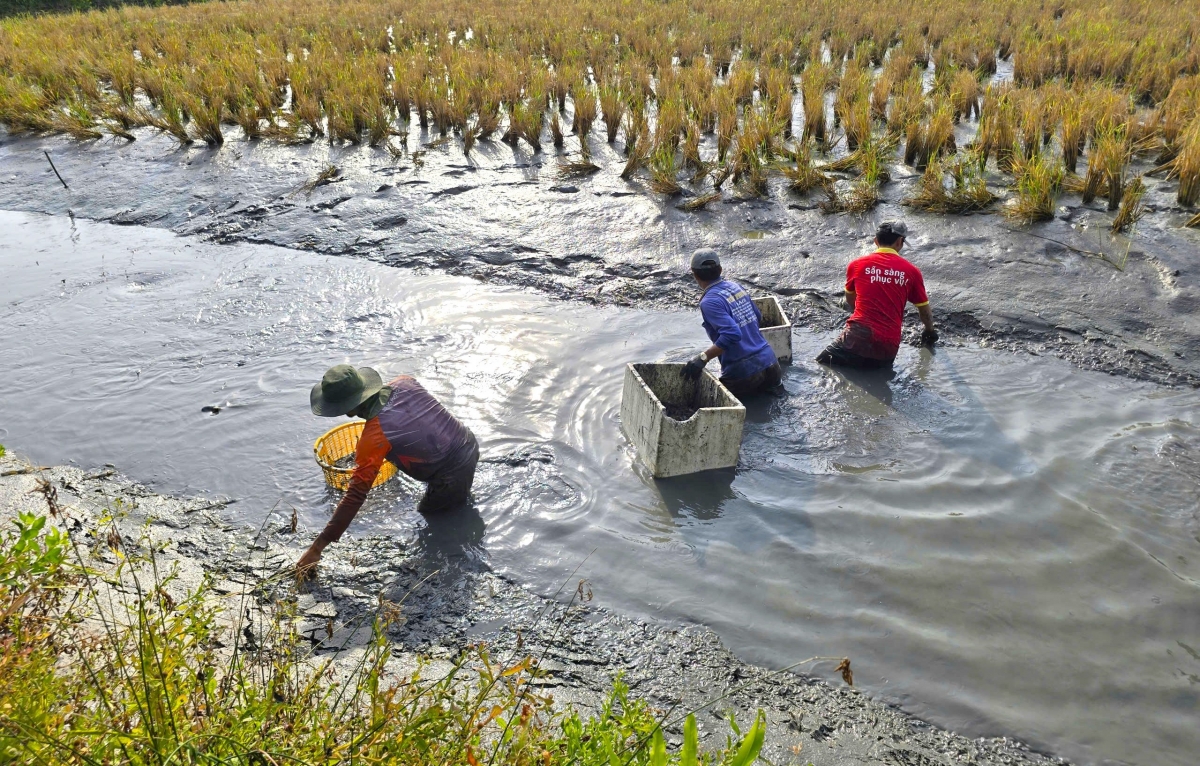 Cứ đến cao điểm thu hoạch tôm càng trên đất lúa người dân Cà Mau lại chịu áp lực giá giảm
