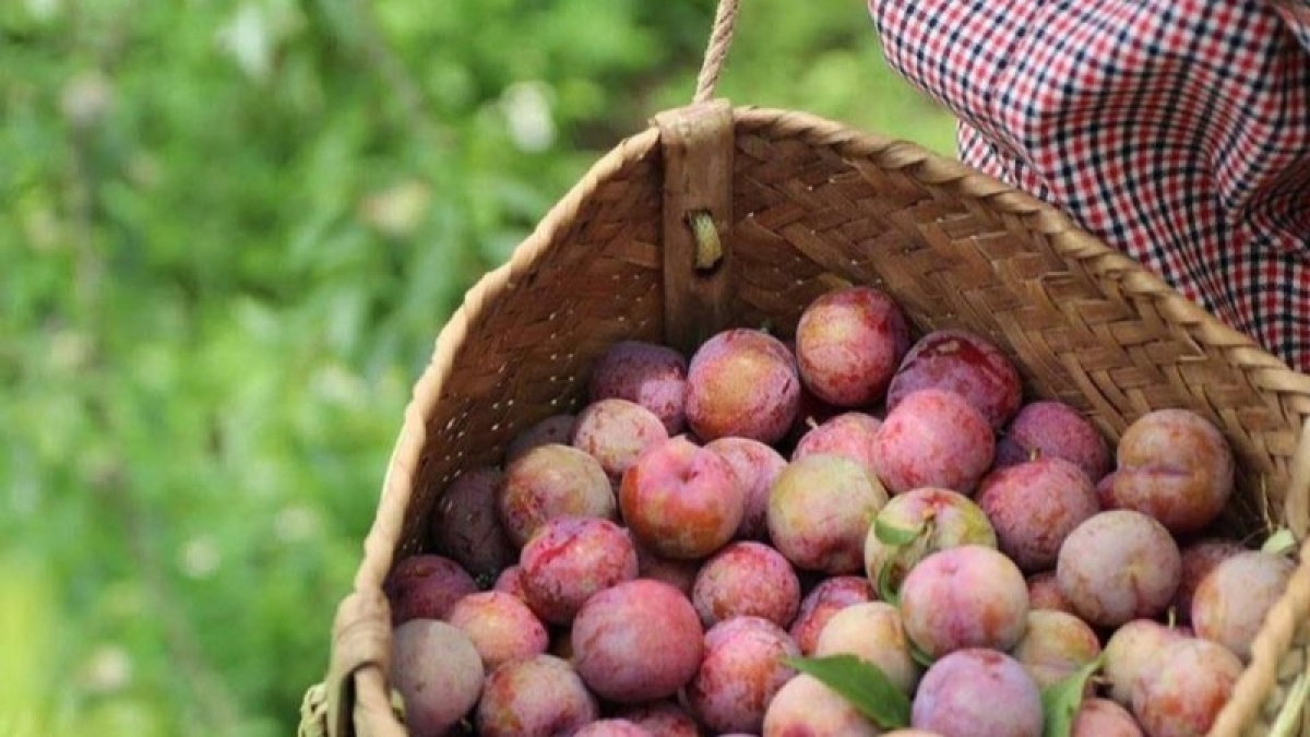 Mận chín sớm có giá bán từ 60.000 – 80.000đ/kg, cao gấp 4 lần so với mận chính vụ. Ảnh KT