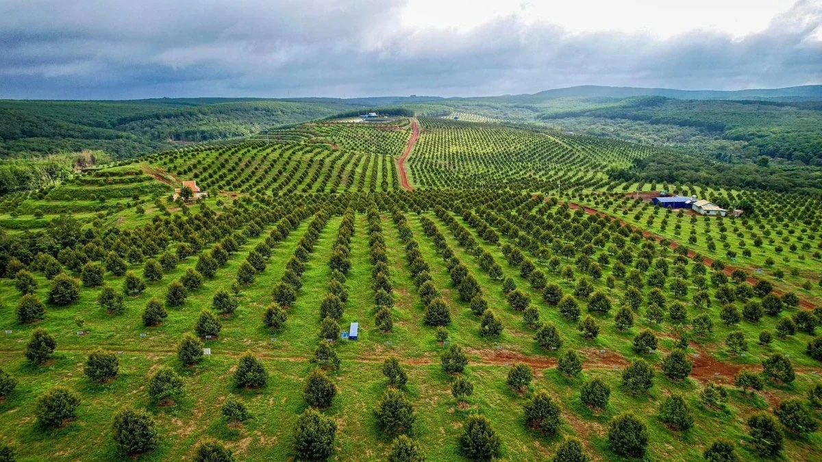 Dong Nai hu labaih 23.000 ha durian