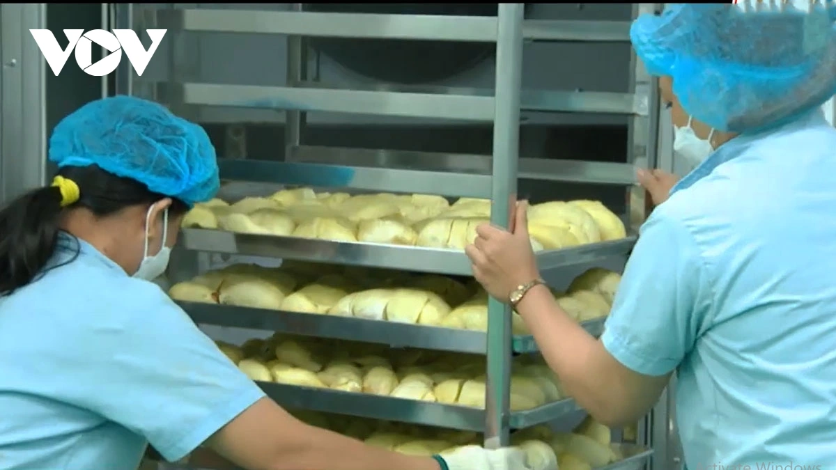 Durian di Dong Nai hu takre ka ralo kapal, pahe bangi
