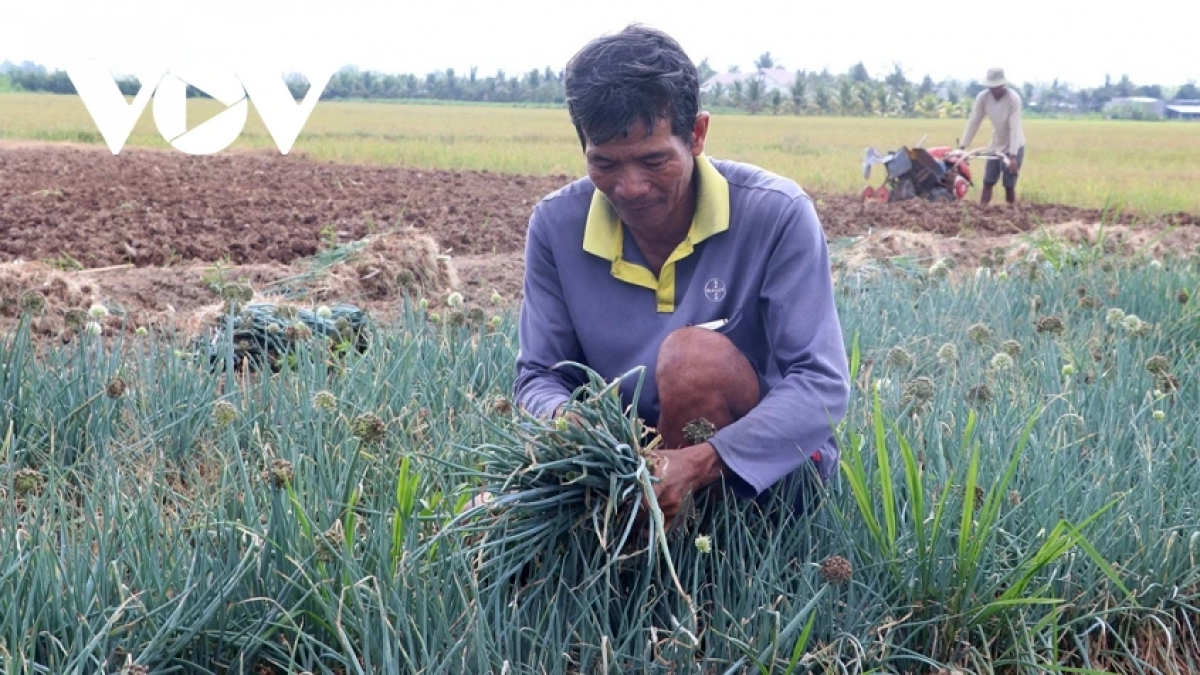 Ong Diệp Phước Nghĩa, phuong Mỹ Xuyên patruh kathaot meng bruk pala njam pâtm