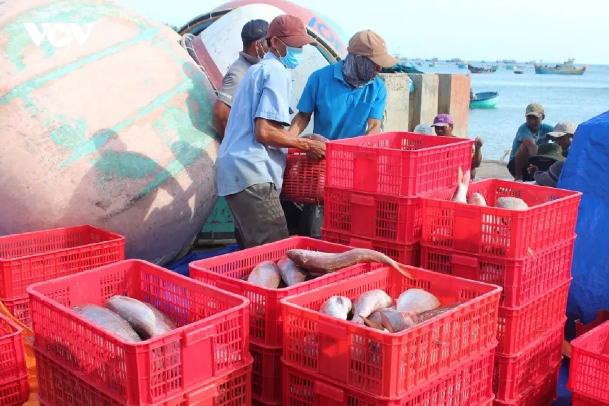 Dom urang nao gilai daok thraong mek ikan