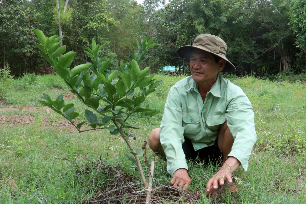 Anh Lý Thanh Tùng với cây chanh không hạt đầy triển vọng. Ảnh: Thạch Trà Vinh/VOV ĐBSCL