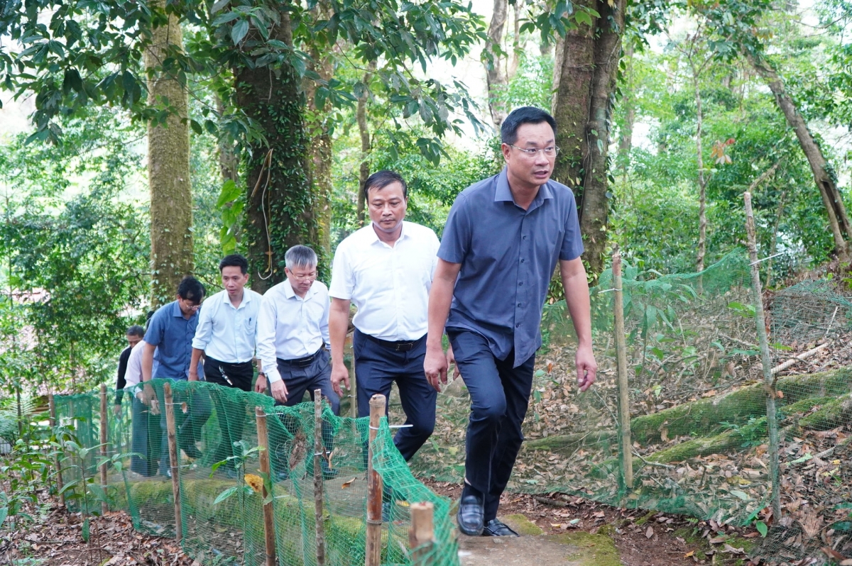 Bí thư Thành ủy Lê Ngọc Quang dẫn đầu đoàn công tác đến khảo sát vùng trồng sâm Ngọc Linh. Ảnh: VINH ANH