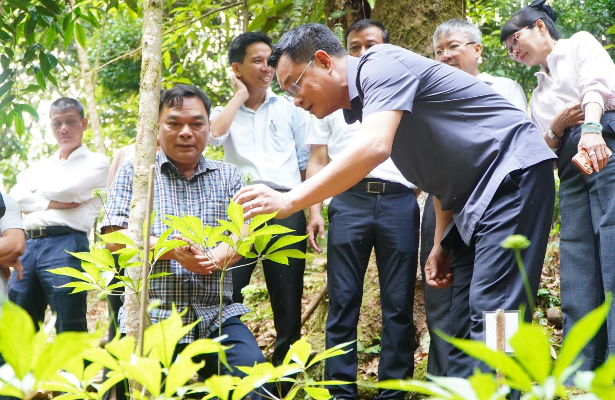 Bí thư Thành ủy Lê Ngọc Quang kiểm tra một cây sâm Ngọc Linh nhiều năm tuổi. Ảnh: VINH ANH