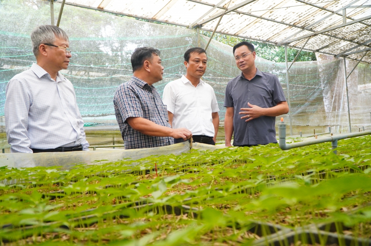 Đoàn công tác khảo sát vườn ươm sâm Ngọc Linh tại Trạm dược liệu Trà Linh. Ảnh: VINH ANH
