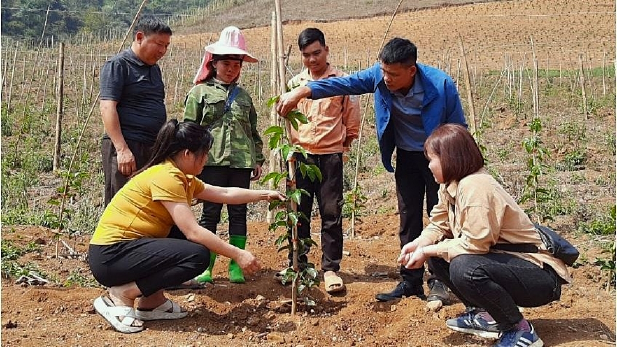 Cán bộ kỹ thuật hướng dẫn người dân kỳ thuật chăm sóc cây trồng. Ảnh: Thu Thùy