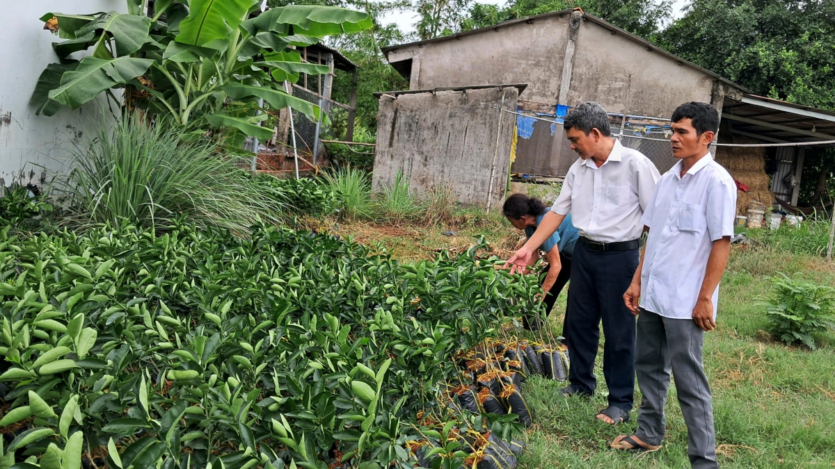Cây chanh không hạt giống được xã Đôn Châu đưa về để mở rộng diện tích